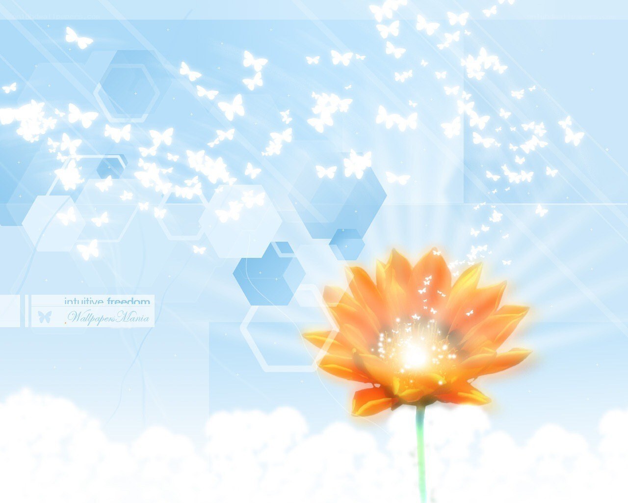 butterflies and sunflower