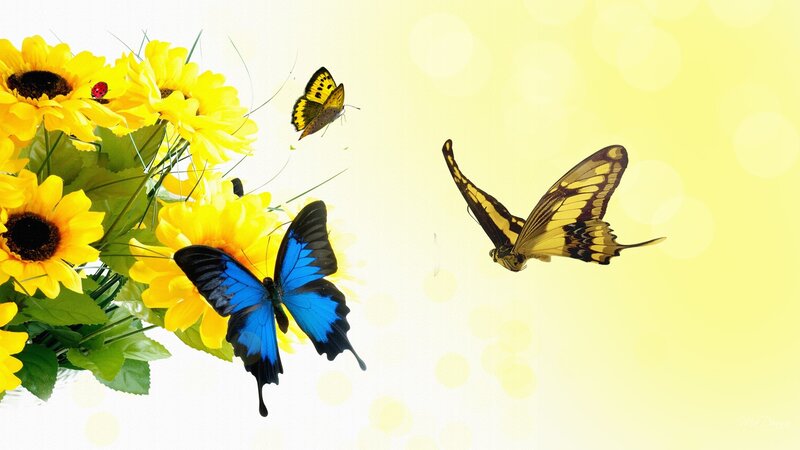 Butterflies and Sunflowers