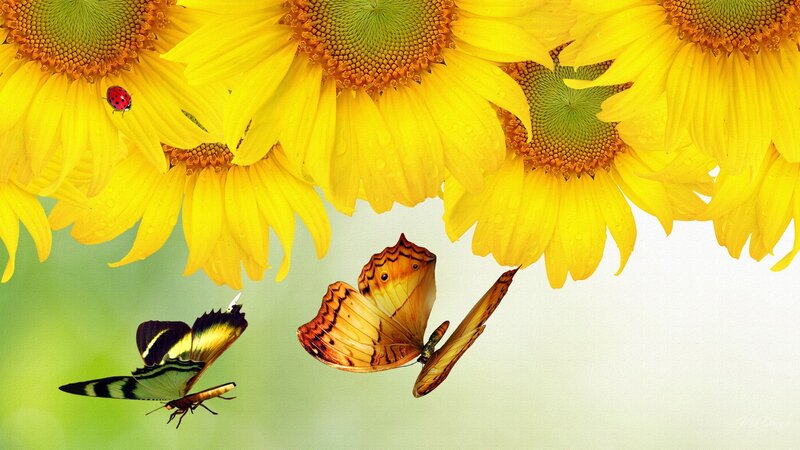 Butterflies and Sunflowers — Yellow