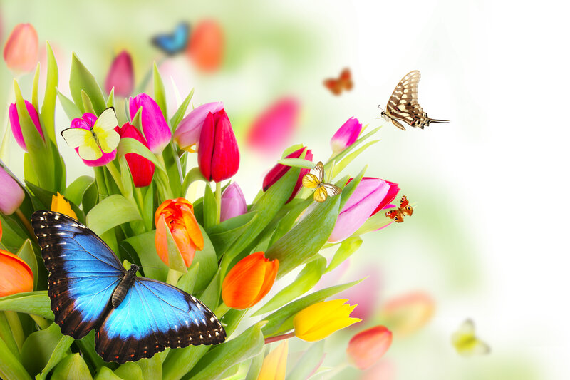 Butterflies and Tulips — Blue