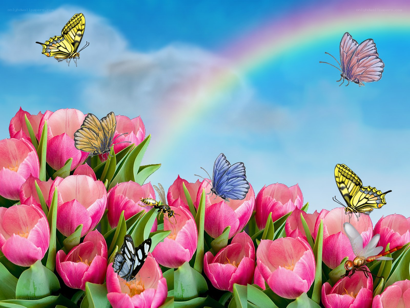 Butterflies and tulips in spring