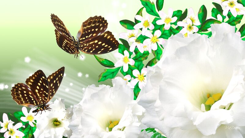 Butterflies and White Flowers — Serene