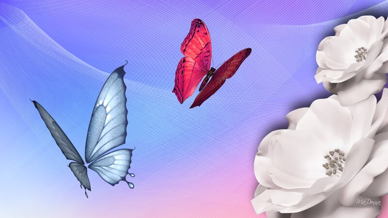 Butterflies and White Flowers