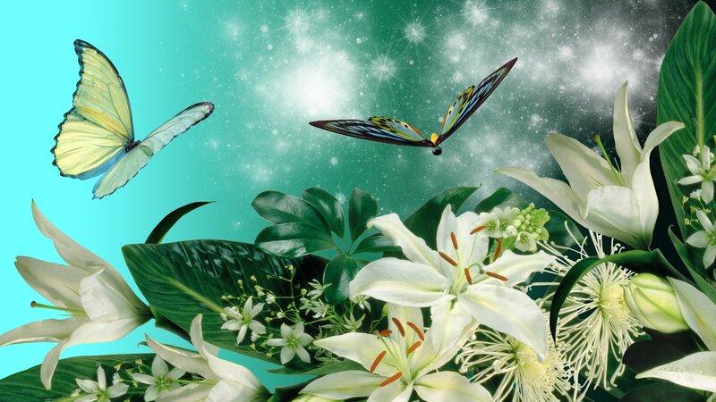 Butterflies and White Lilies