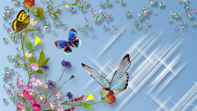 Butterflies and Wildflowers