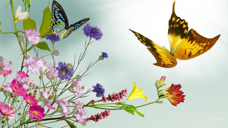 Butterflies and Wildflowers — Yellow