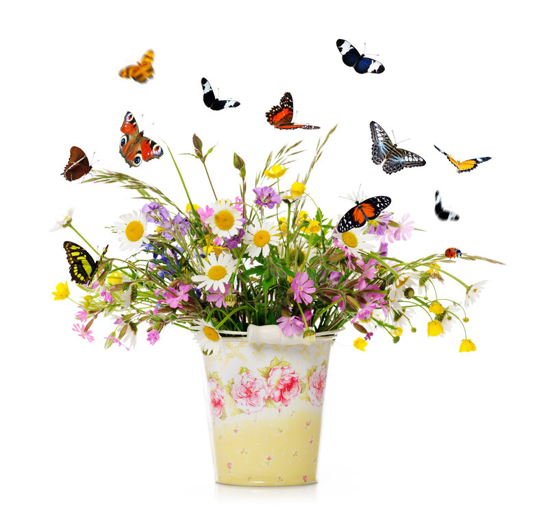 Butterflies Around Wildflowers