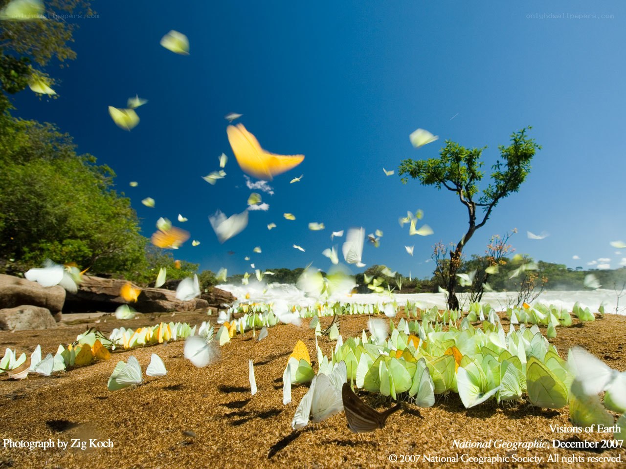 Butterflies at a waterfall