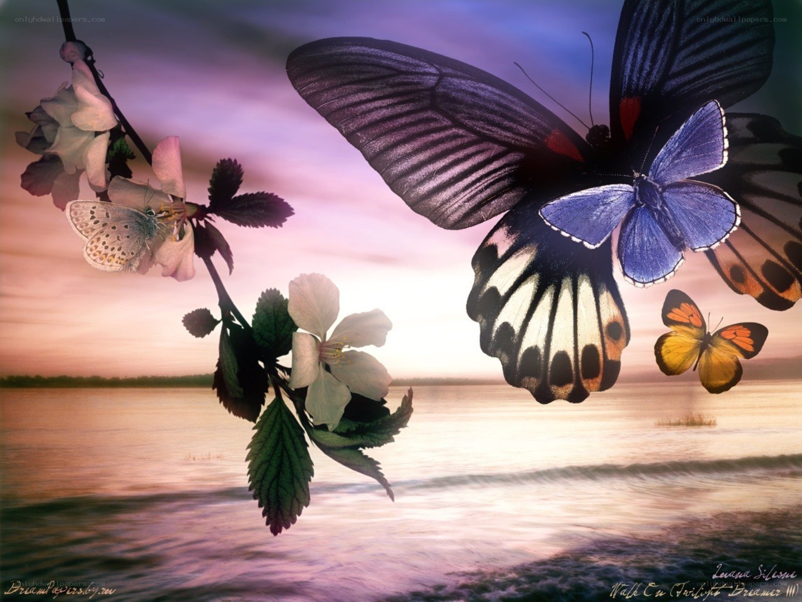 Butterflies at twilight