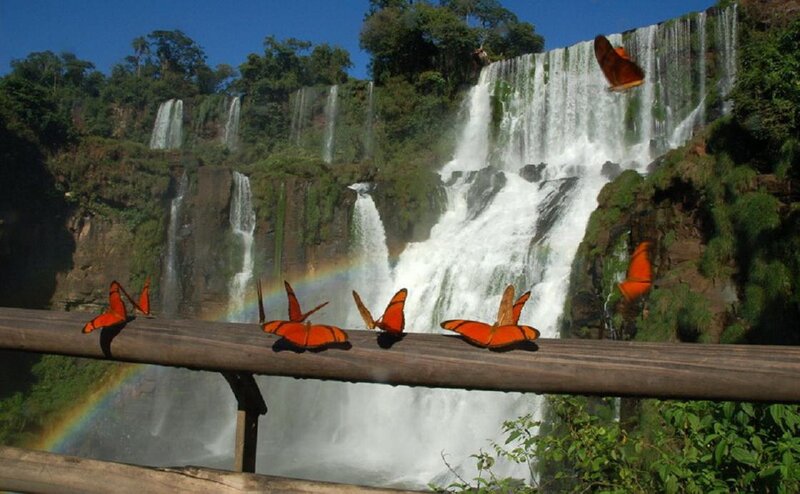 Butterflies at Waterfall