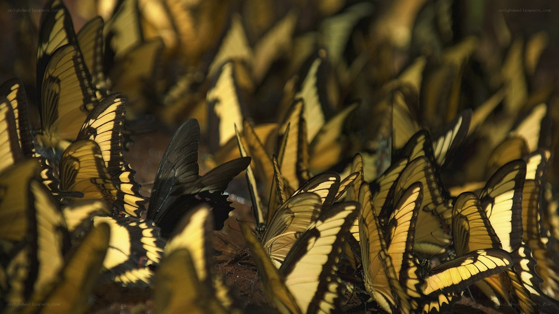 butterflies clustered together