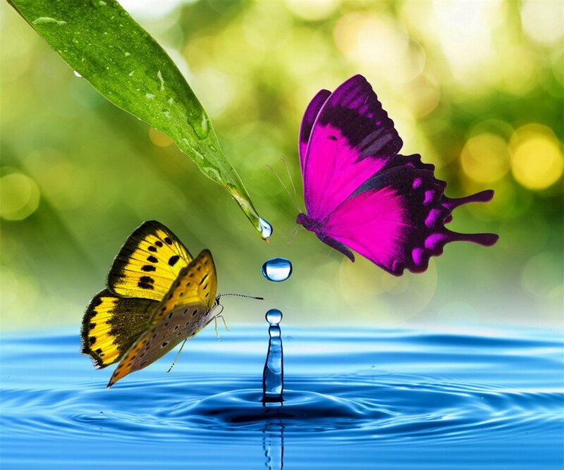 Butterflies Drinking Water