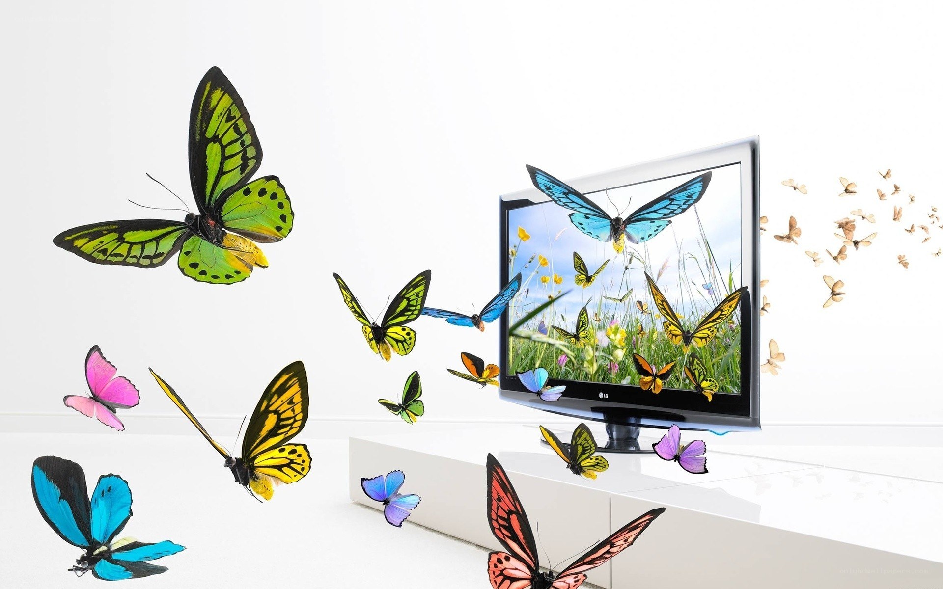 butterflies emerging from screen