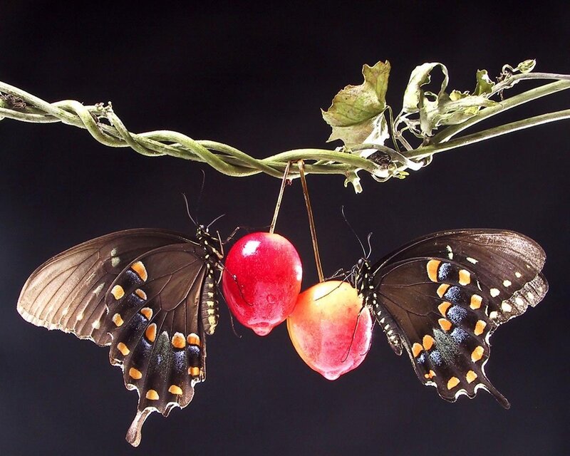 Butterflies feeding on berries