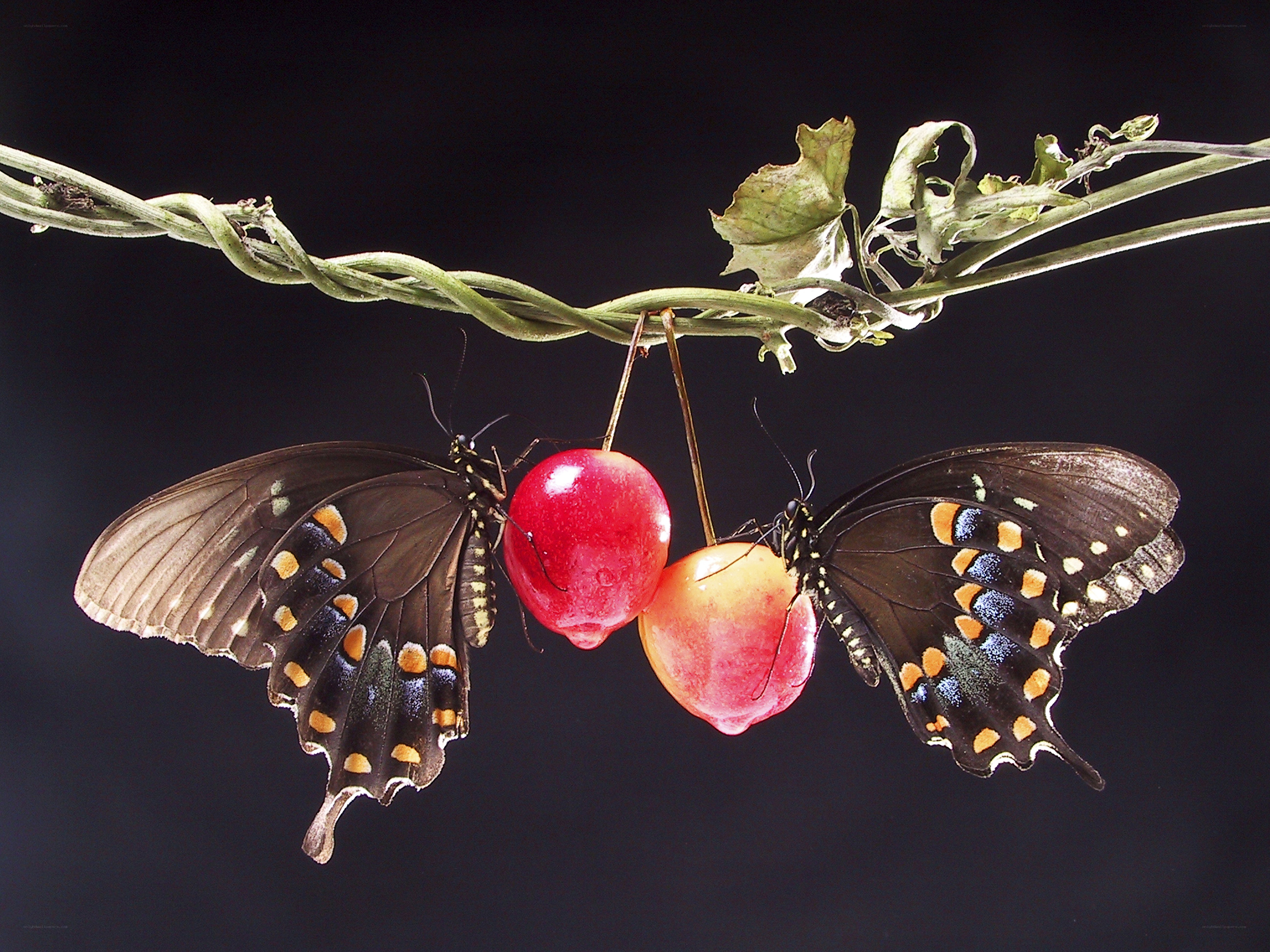 Butterflies feeding on cherries