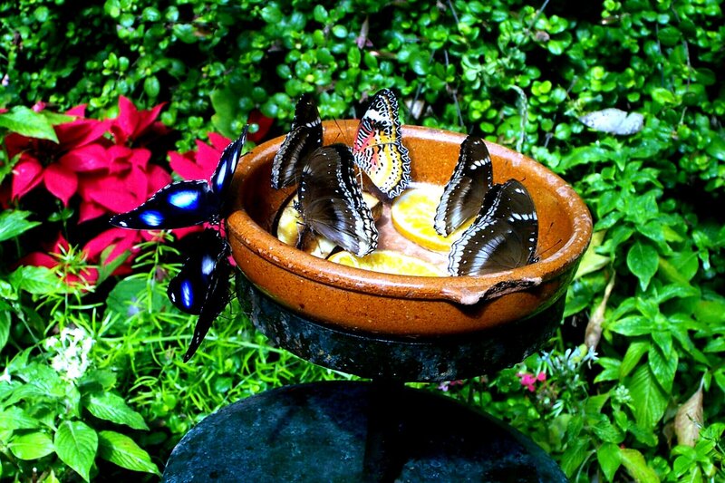 Butterflies feeding on fruit