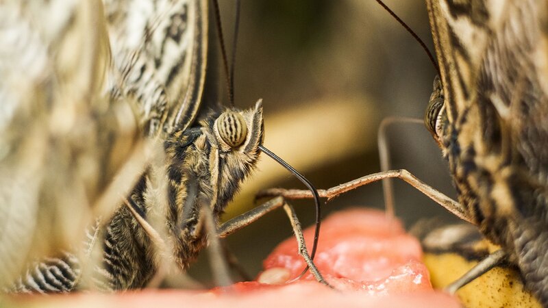 Butterflies Feeding on Fruit — Brown