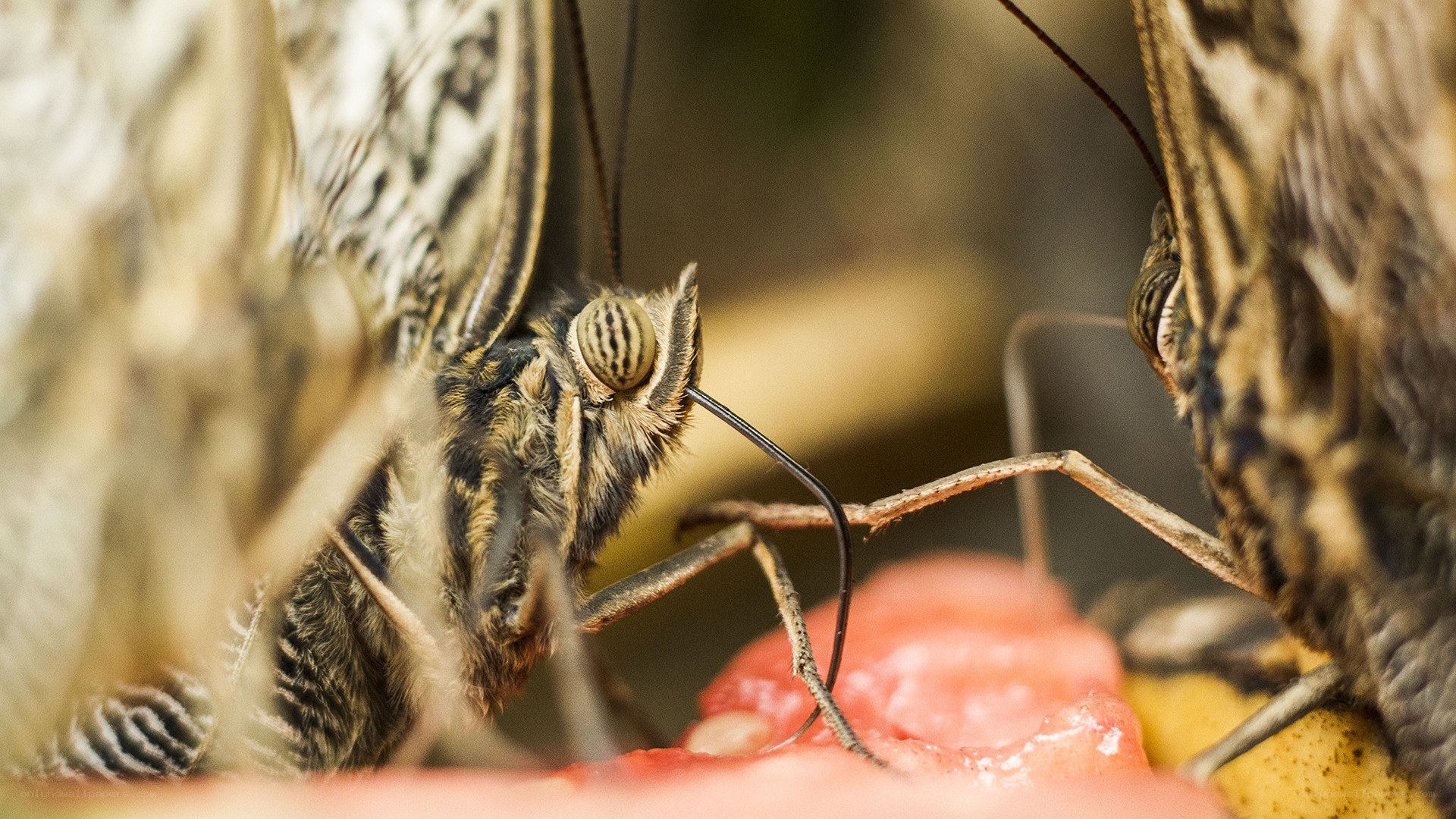butterflies feeding on fruit