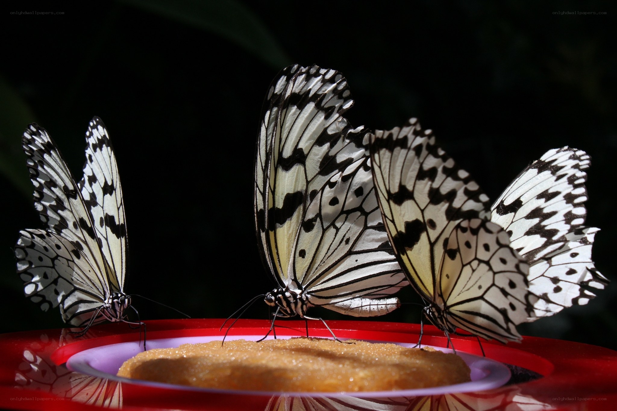 Butterflies feeding on sugar