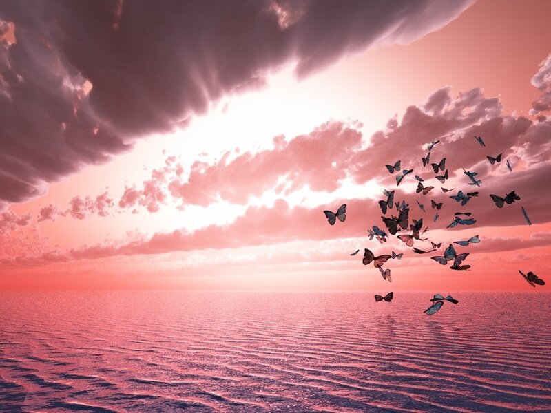 butterflies flying over ocean