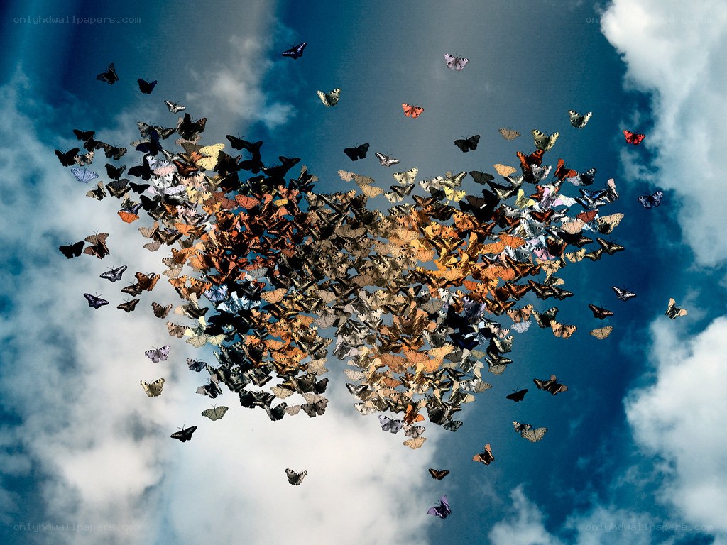 butterflies forming a heart shape