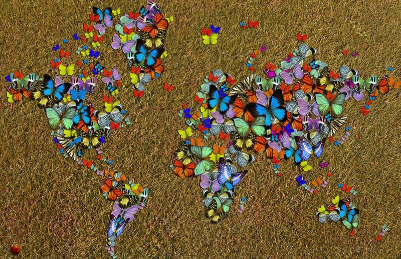 Butterflies Forming World Map