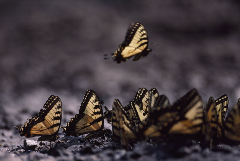 Butterflies gathering on ground