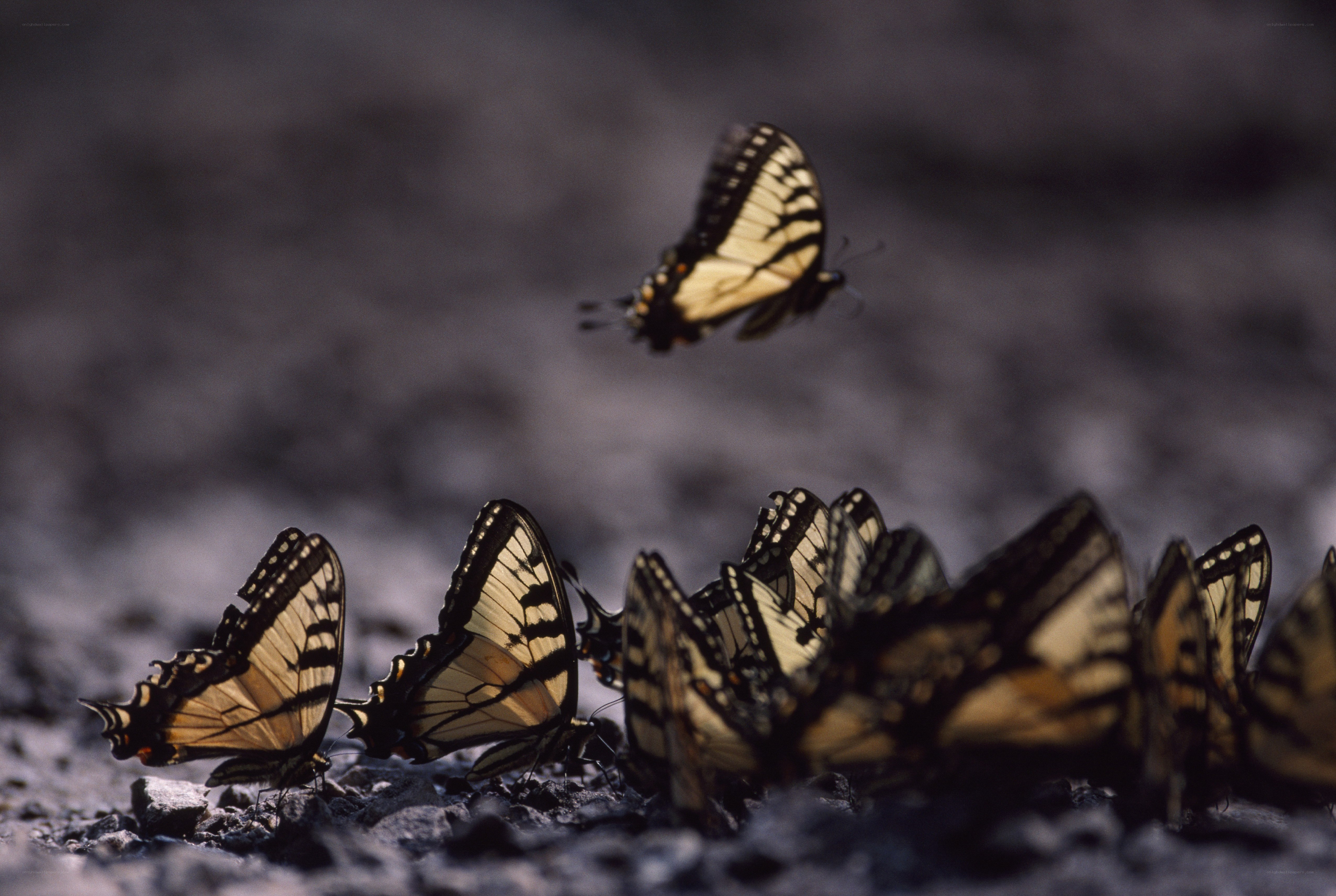 Butterflies gathering on ground