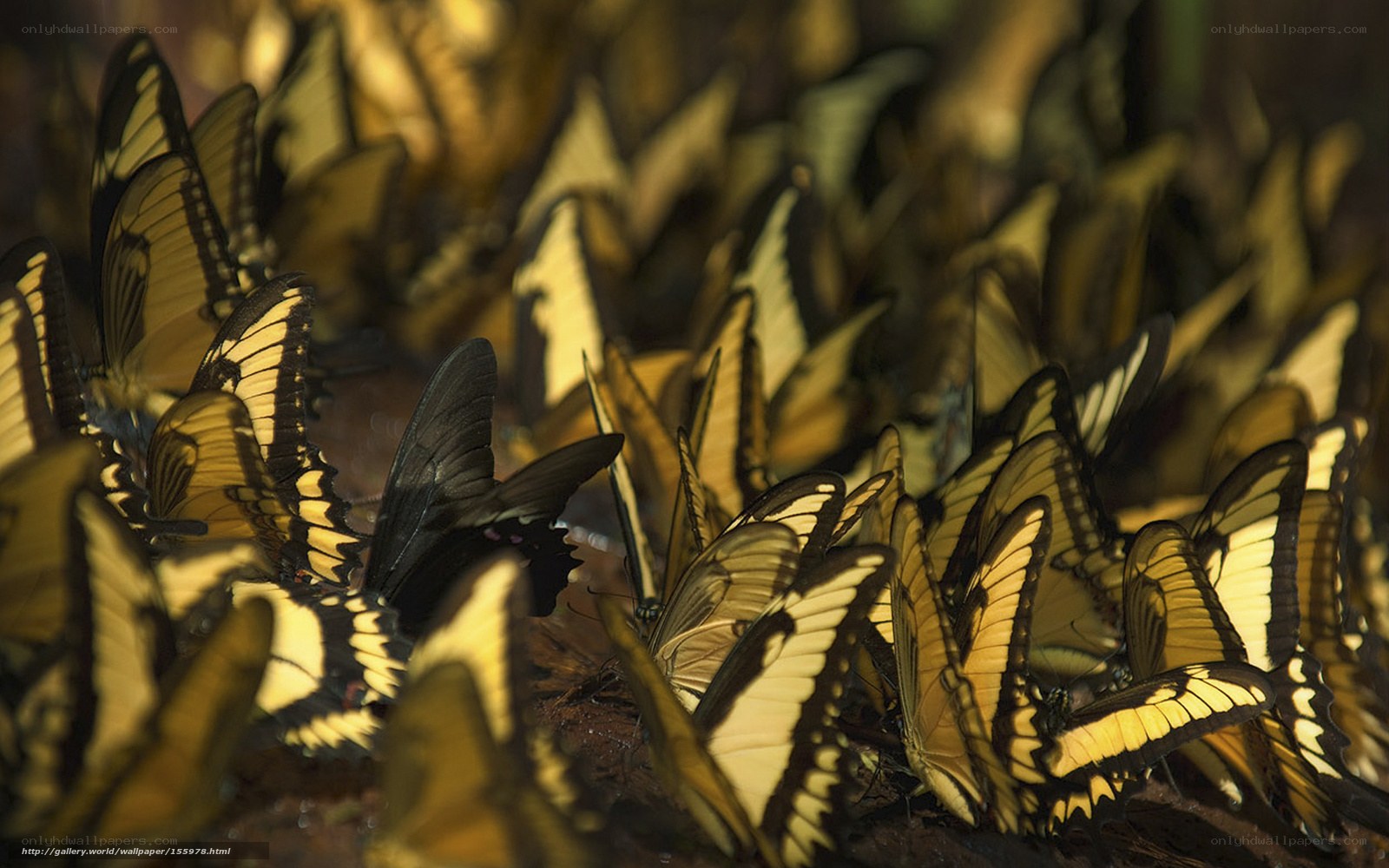 Butterflies gathering on ground