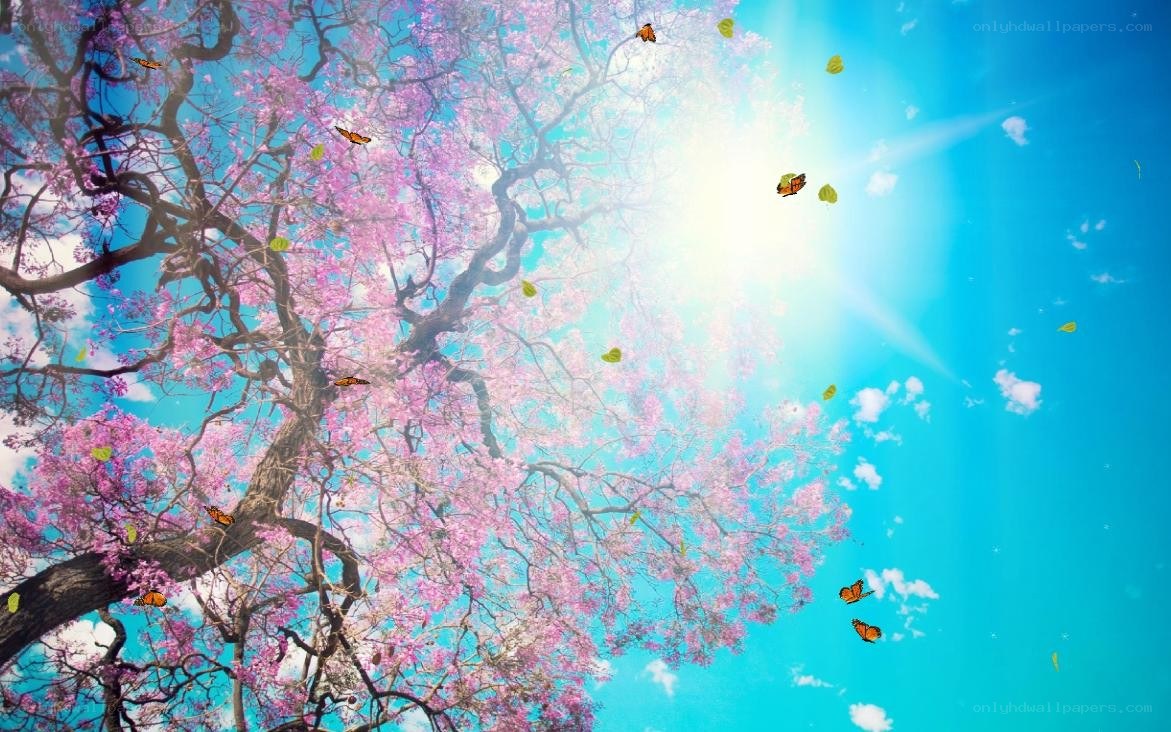 butterflies in a cherry blossom tree