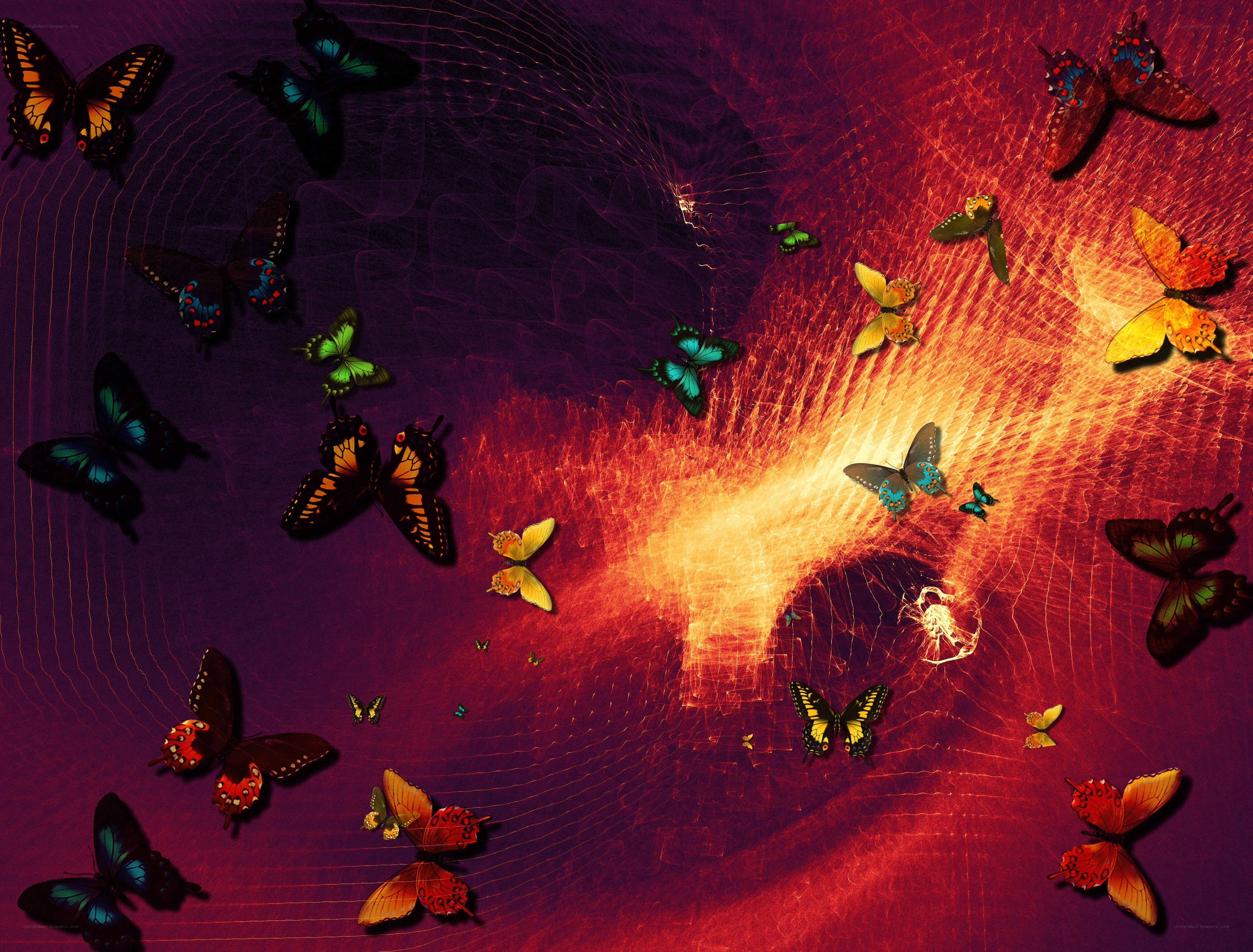 butterflies in a colorful vortex