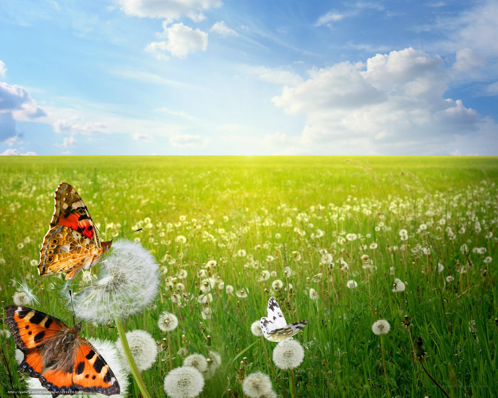 Butterflies in a dandelion field
