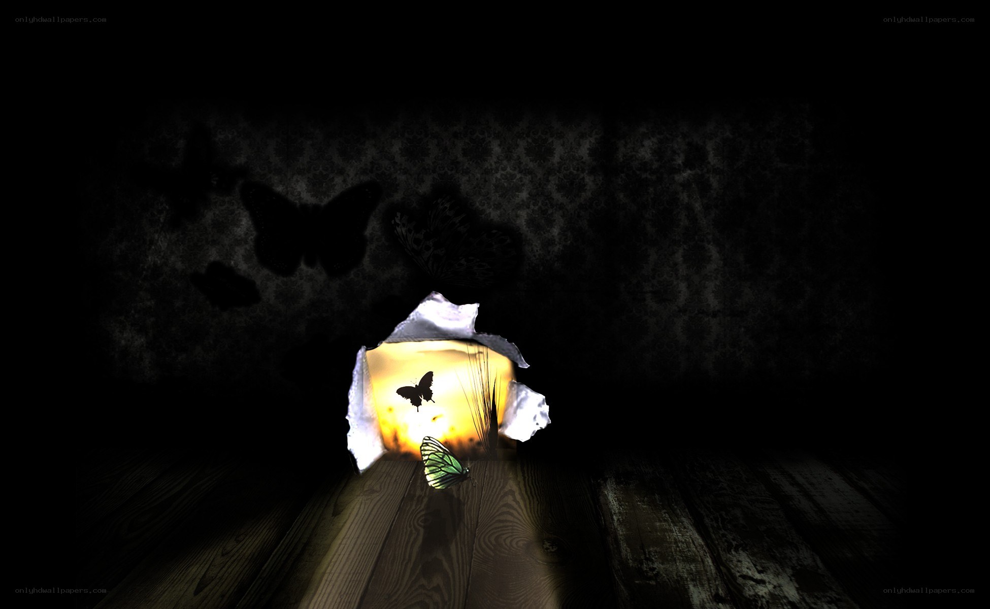 butterflies in a dark room