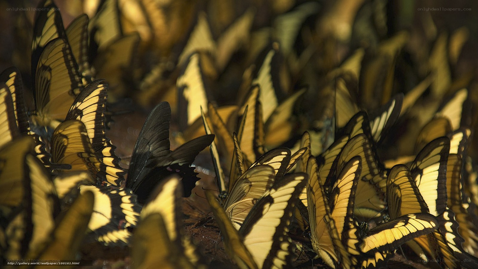 Butterflies in a dense cluster