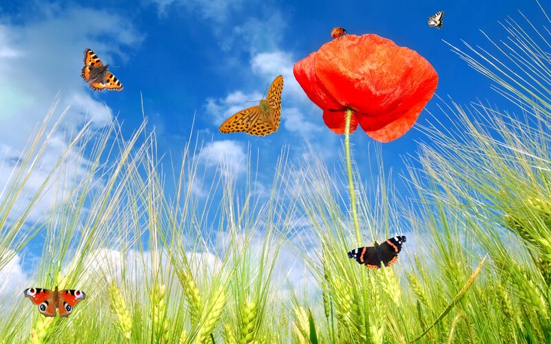 Butterflies in a Field — Blue, Serene