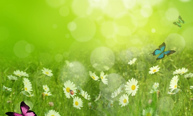 Butterflies in a Field — Green, Serene, Afternoon, Digital Art, Daisies
