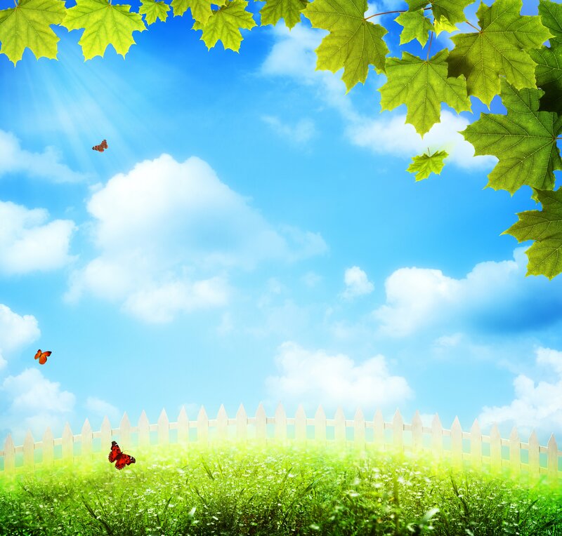 Butterflies in a Field — Green, Serene, Afternoon