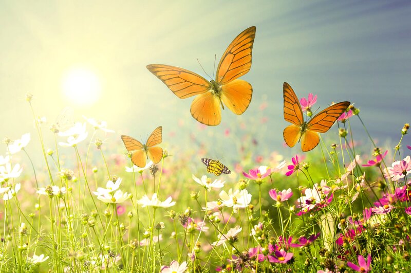 Butterflies in a Field — Orange