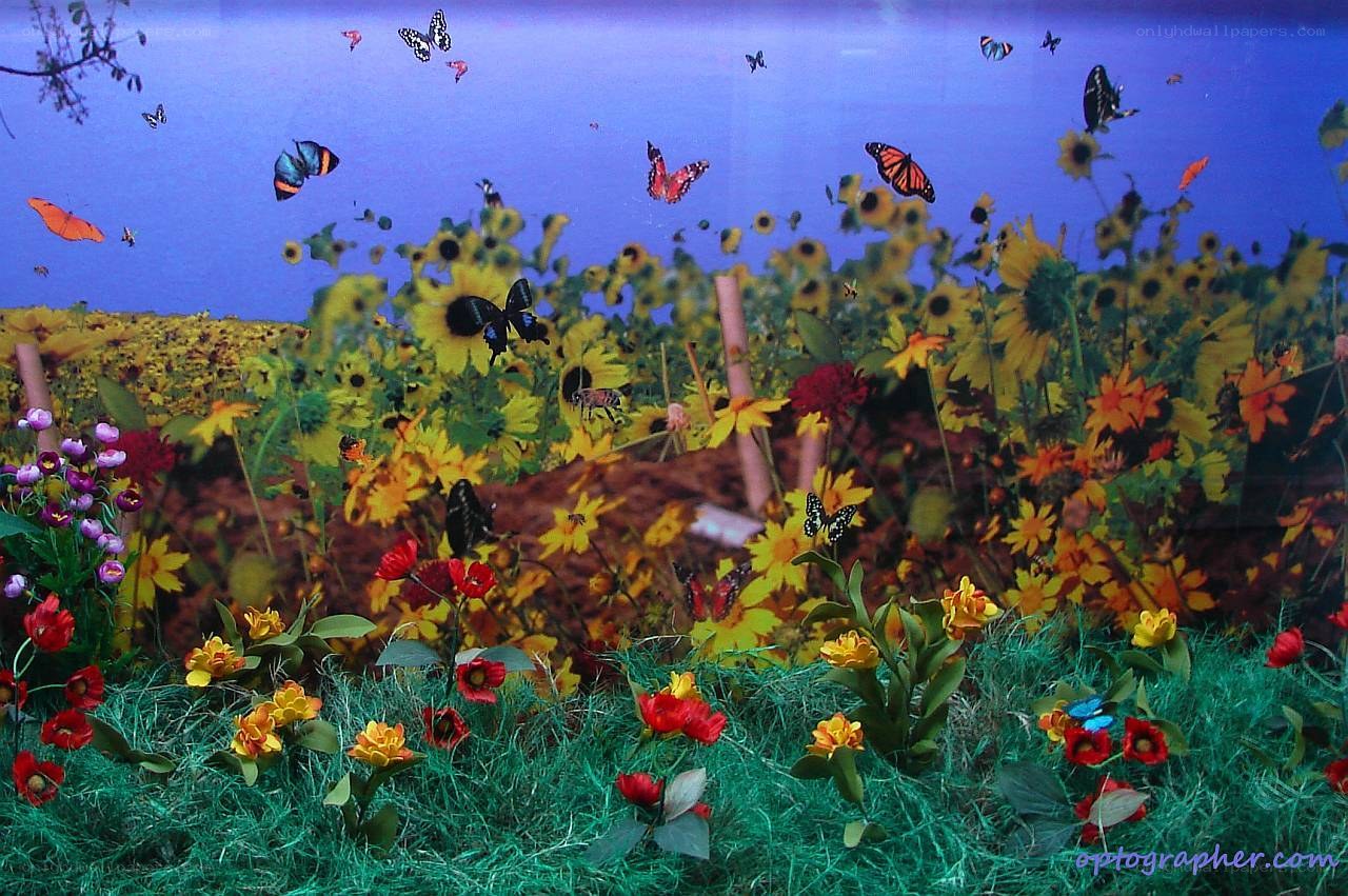 butterflies in a flower field