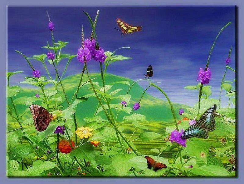 butterflies in a flower garden