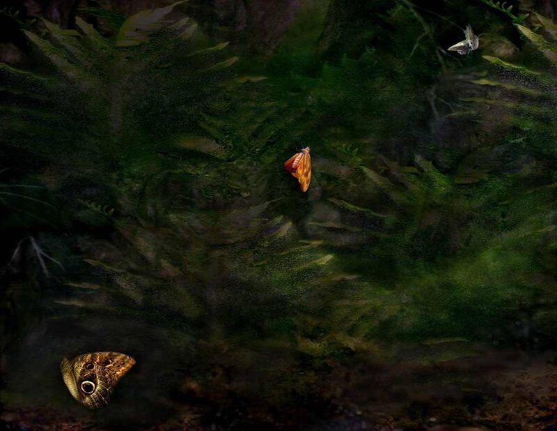 Butterflies in a forest