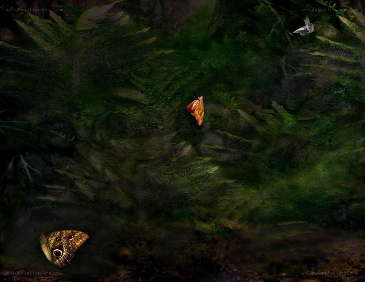 Butterflies in a forest