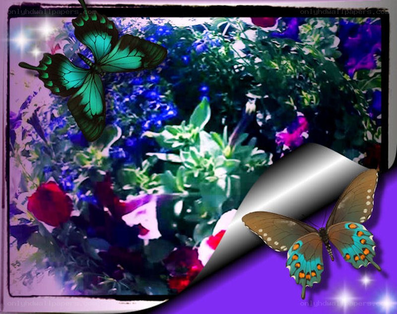 butterflies in a garden
