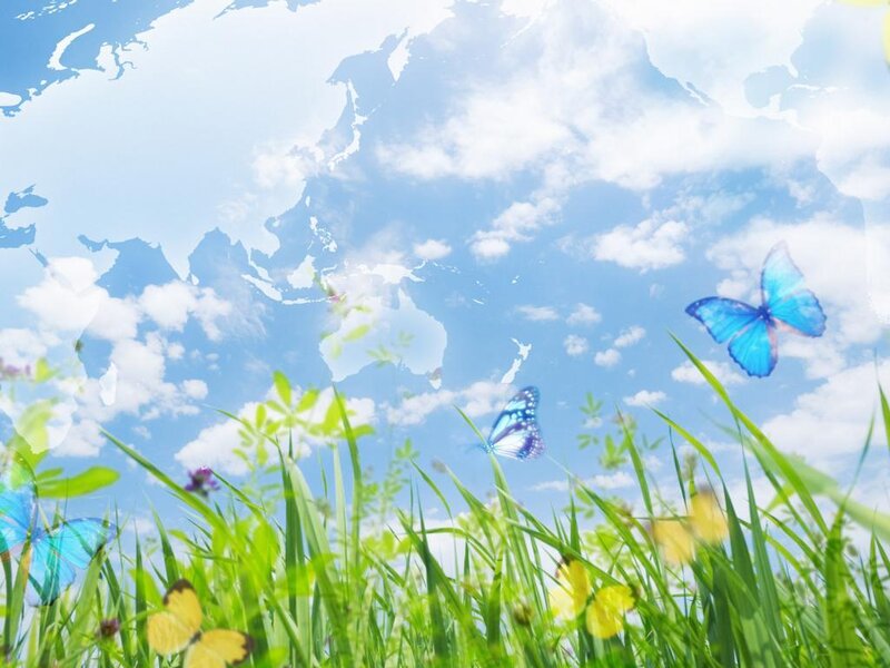 butterflies in a green field