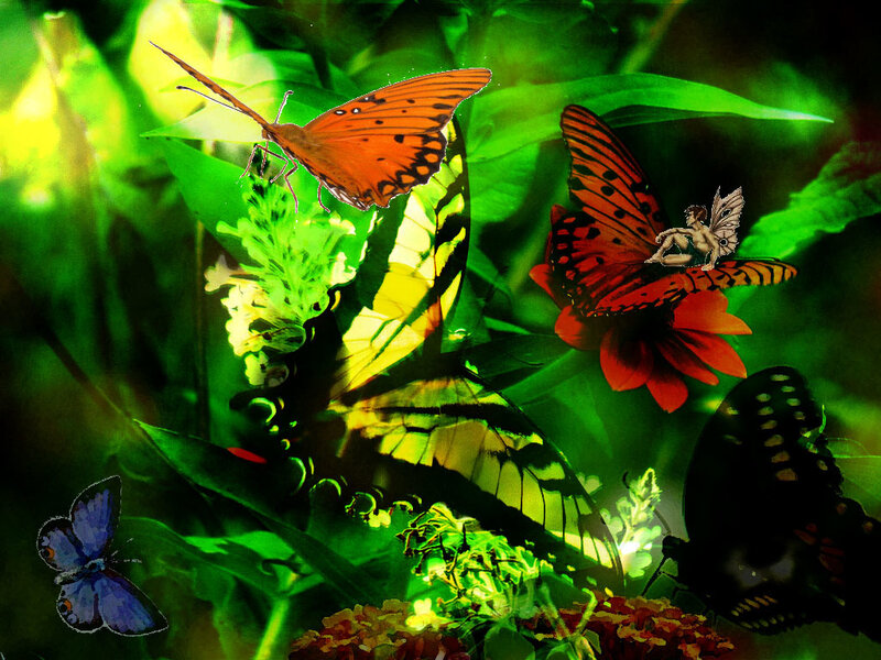 Butterflies in a lush garden