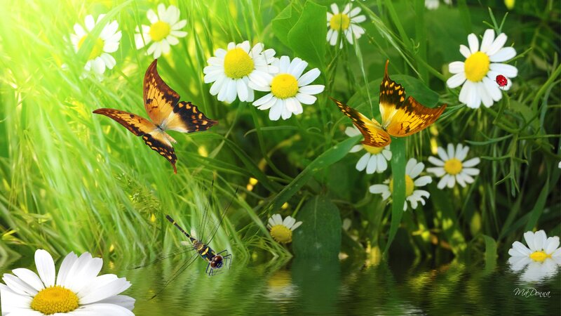 Butterflies in a Meadow — Green, Serene, Afternoon, Digital Art