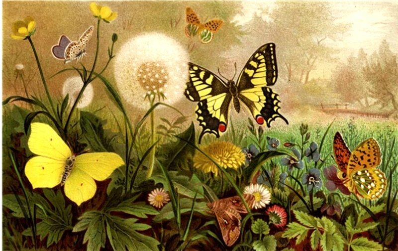 Butterflies in a Meadow — Yellow