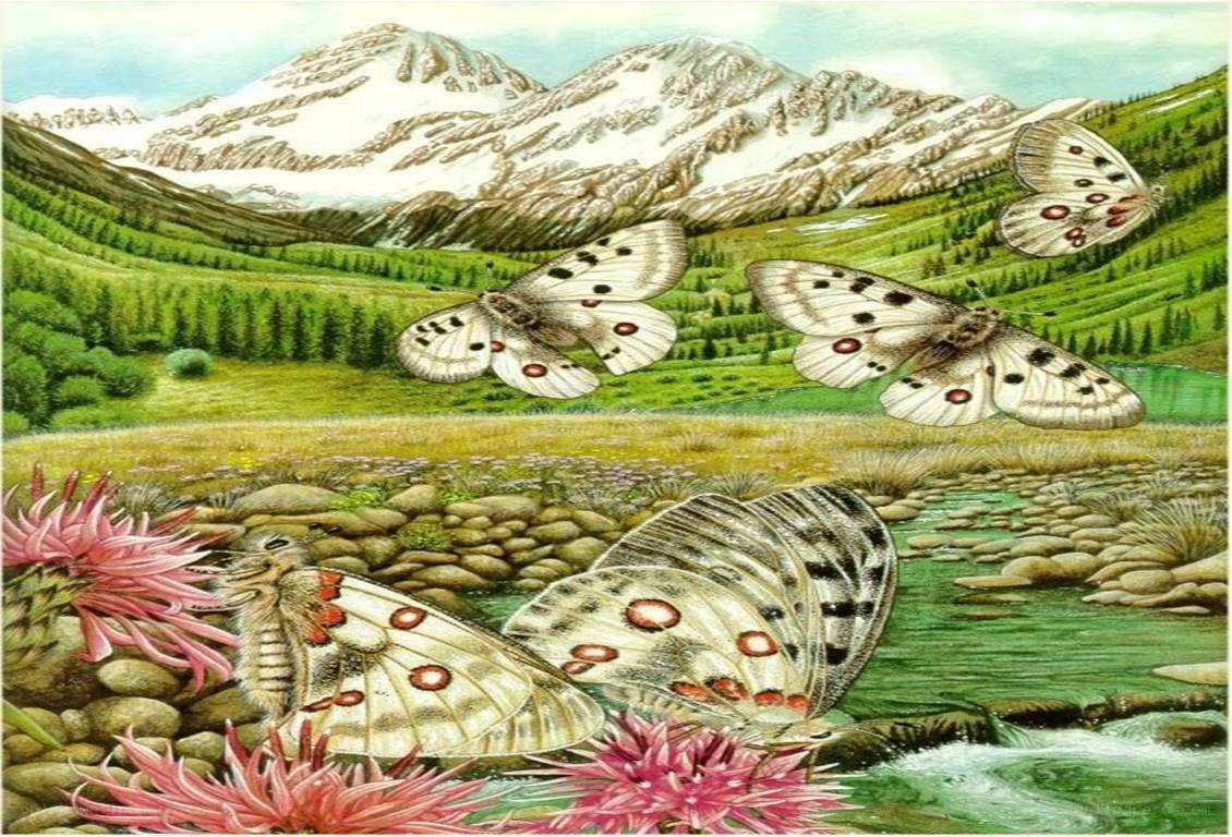 Butterflies in a mountain valley