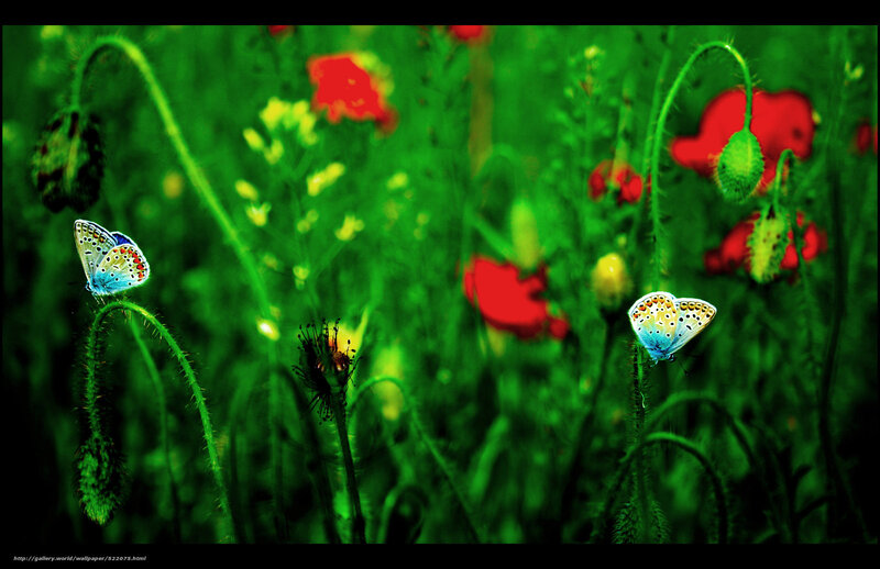 Butterflies in a poppy field