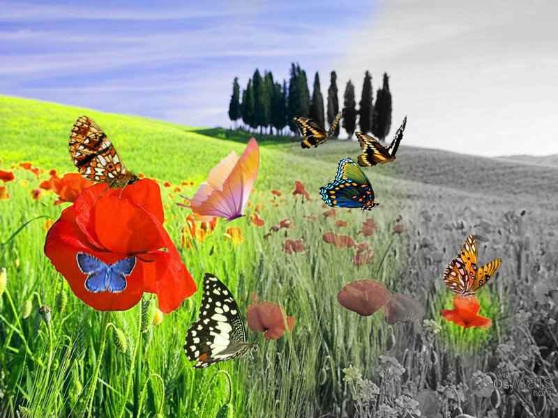 Butterflies in a poppy field